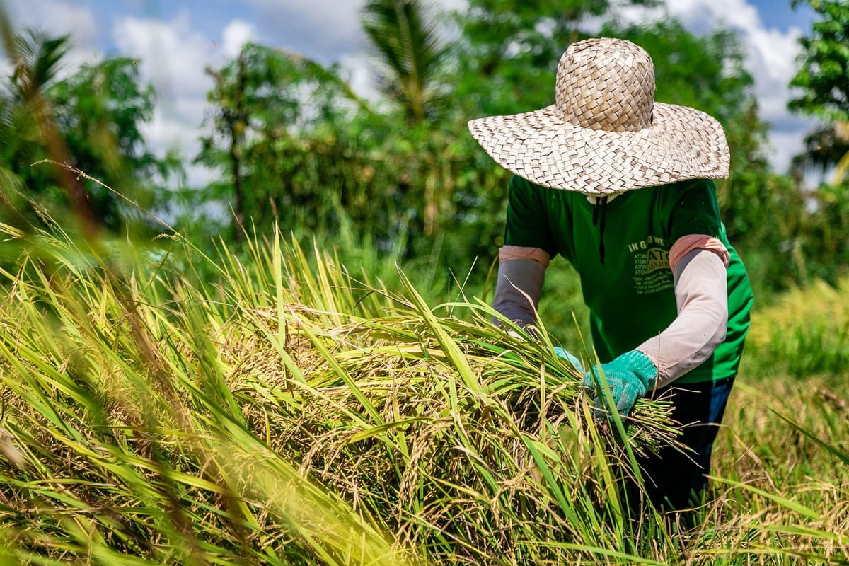 NFA now buys freshly harvested wet palay, freeing farmers from traders’ grip