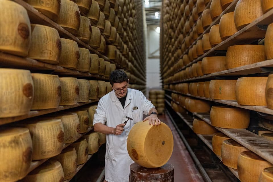 Extreme heat hits Italy’s parmesan industry
