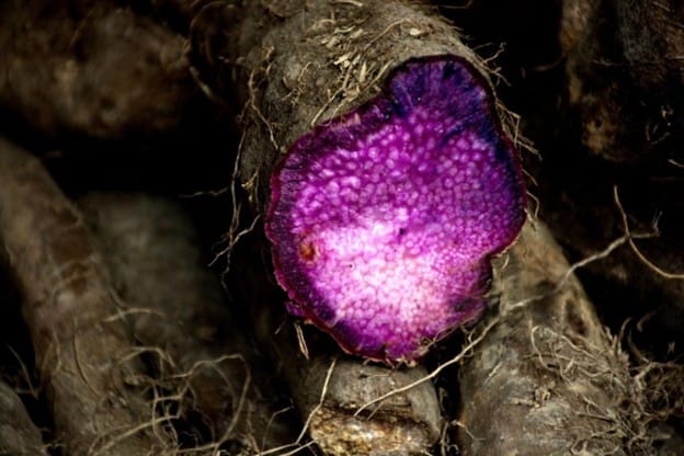 DTI dubs ube as the next ‘rising star’; DOST introduces advanced techniques to increase ube production