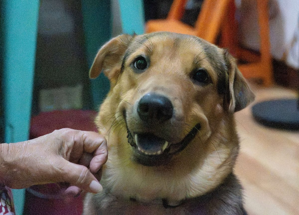 Dogs are not just companions, they act as a ‘gateway to the good life’ — study