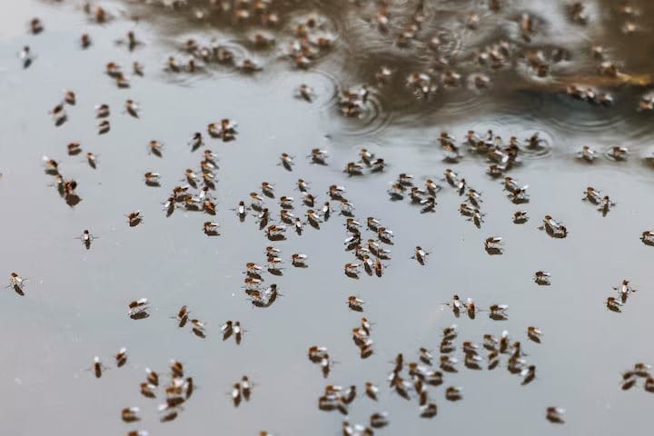 Bangladesh dengue outbreak accelerates as hospitals come under strain