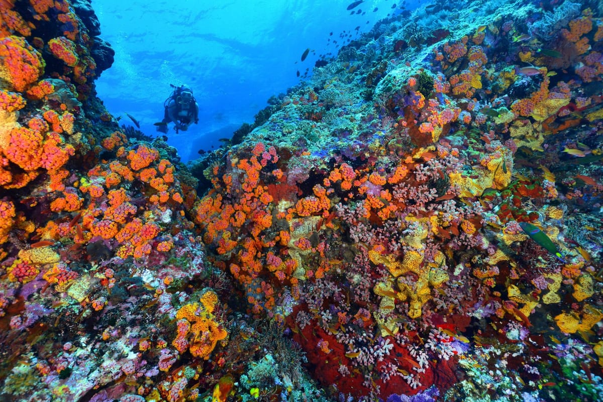 Study shows Tubbataha Reefs yield marine bacteria with anti-cancer, anti-superbug potential