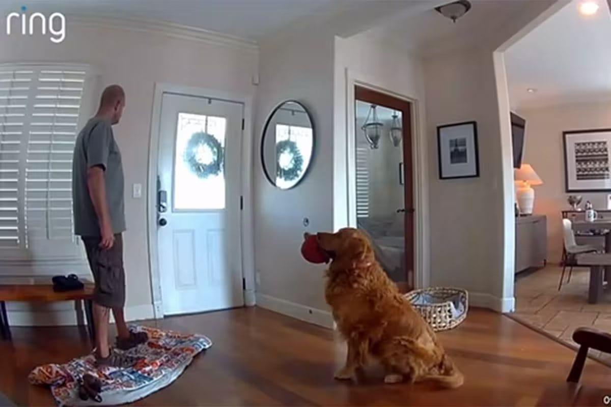 Too much of a good boy? Dog pesters burglar to play