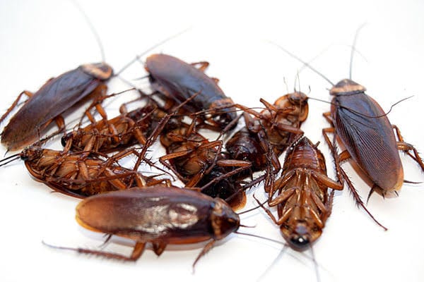 Global warming may fuel surge in cockroaches, flies, raising public health risks — study