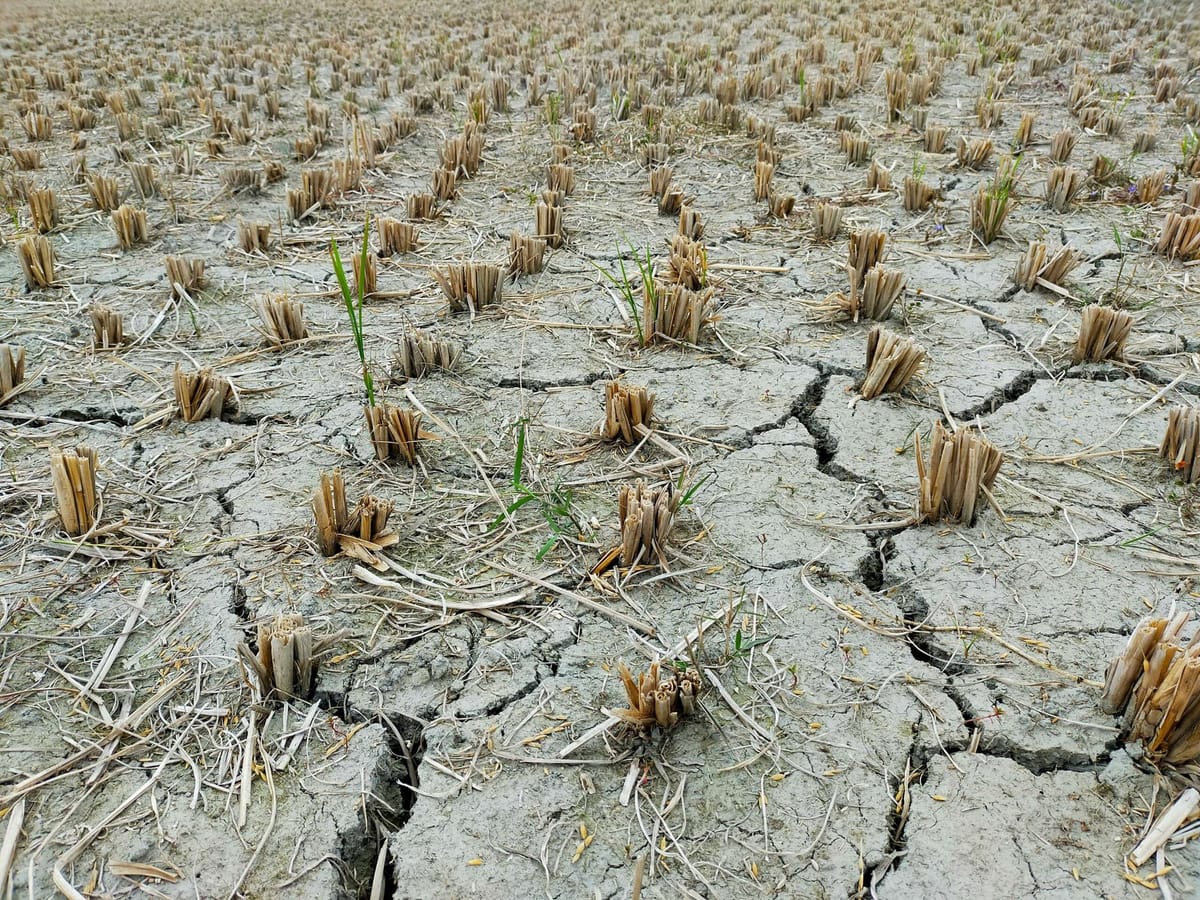 El Niño heightens risk of global economic disruption: Fitch Ratings