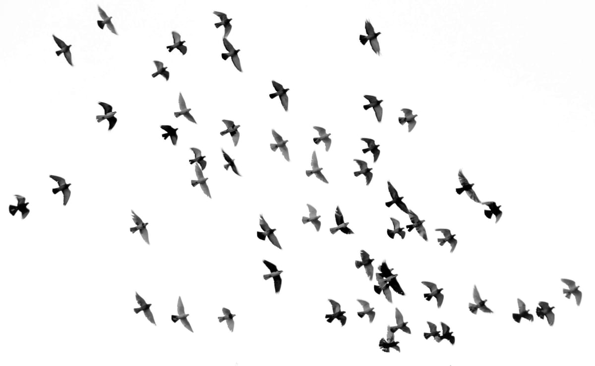 Australia reports second H5N1 bird flu case in migratory seabird