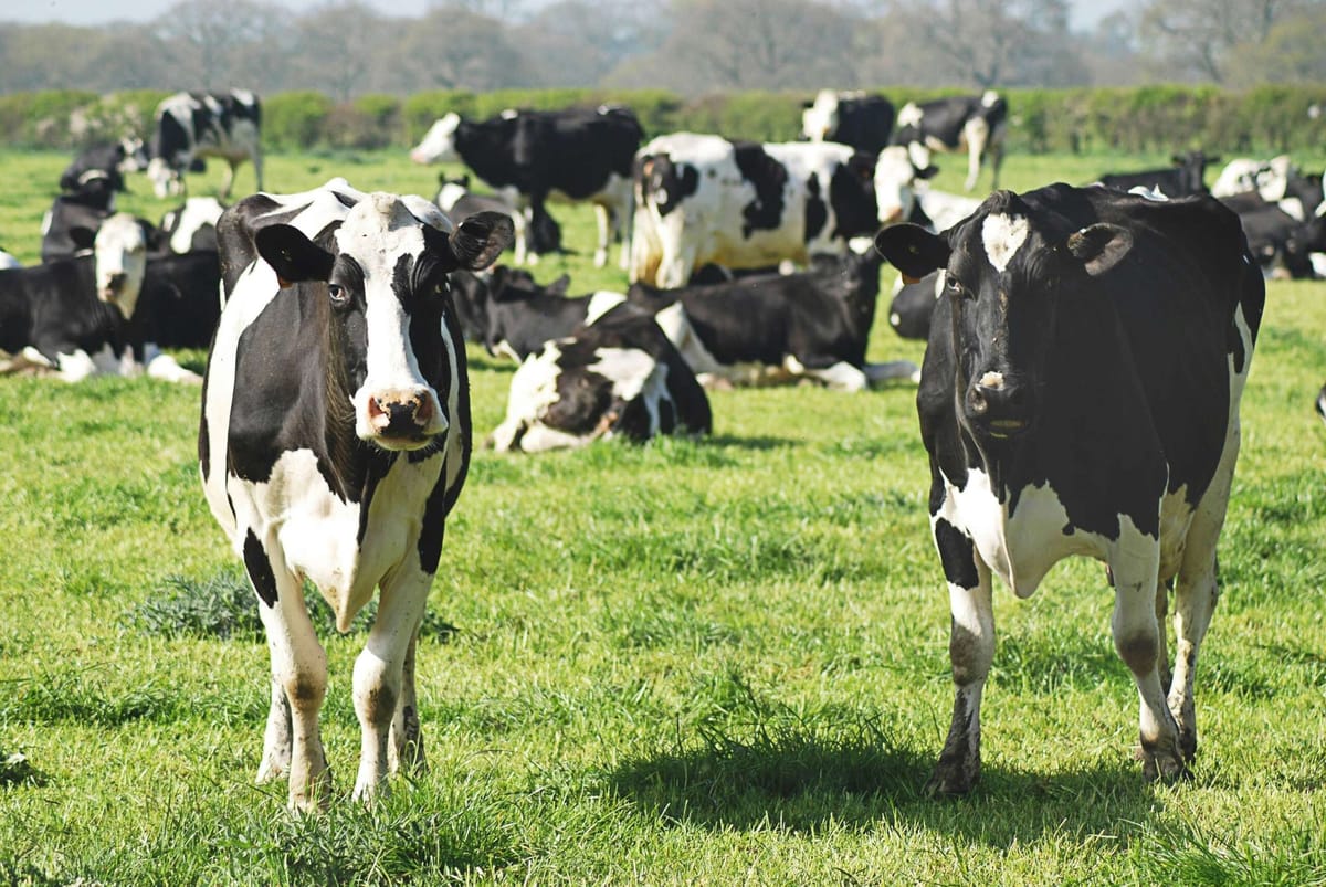 How extreme heat affects milk quality and production, a European study explains