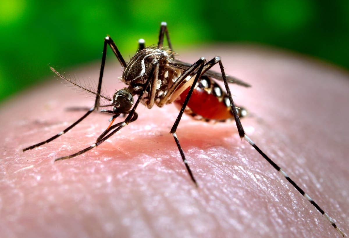 Mosquitoes can learn to love common repellent, scientists find