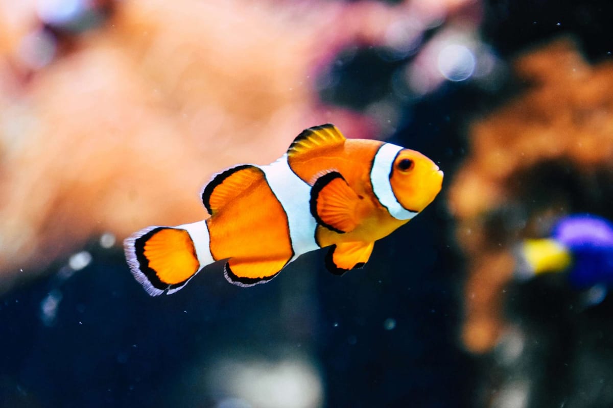 Looking for Nemo? Climate change threatens clownfish to near extinction — study