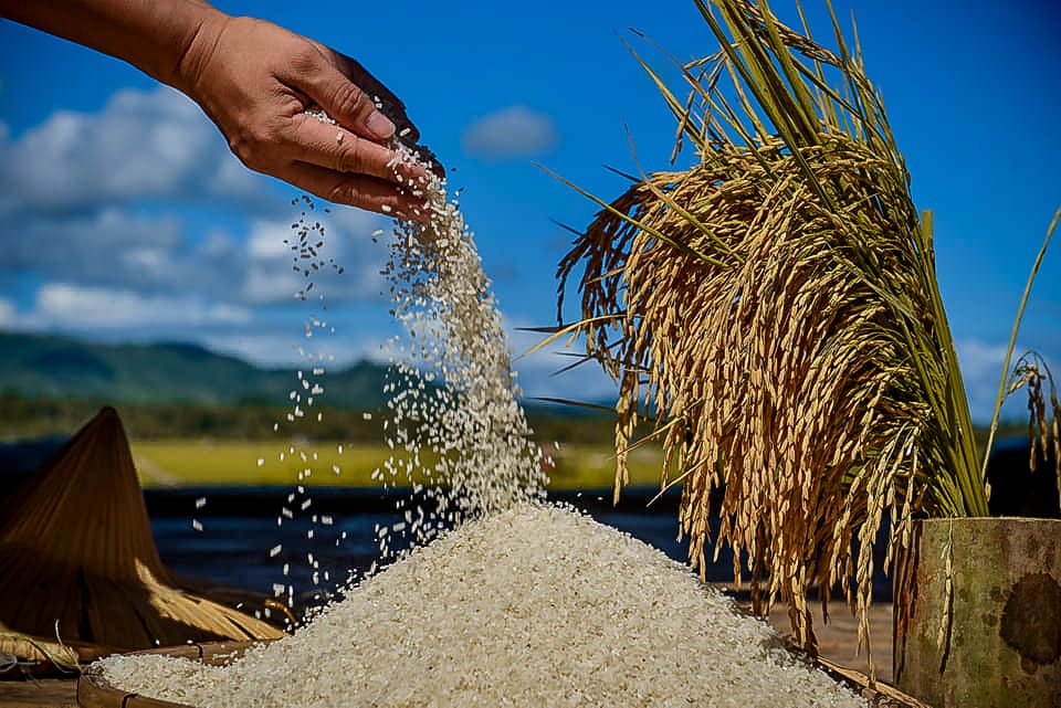 DA chief welcomes agriculture growth in third quarter of 2025, palay output surge