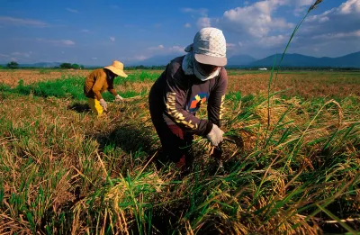 The Philippines’ food supply is safe—for now—and why we should thank our farmers