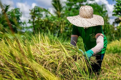 NFA now buys freshly harvested wet palay, freeing farmers from traders’ grip