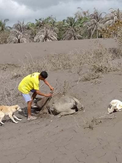 Mayon ashfall destroys crops, kills livestock in Albay; over 199,000 persons affected