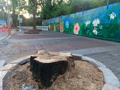 DENR ‘pauses’ tree-cutting along Quirino Avenue