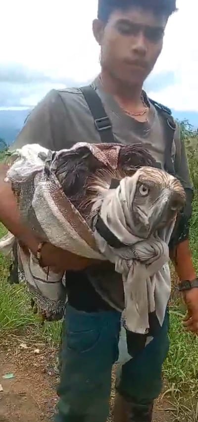 Philippine Eagle nailigtas ng isang magsasaka mula sa grupo ng mga unggoy sa Bukidnon