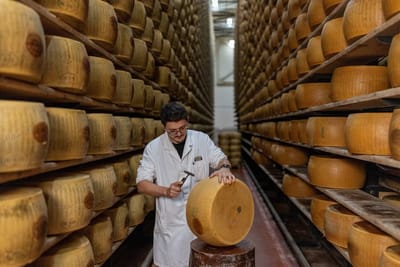 Extreme heat hits Italy’s parmesan industry