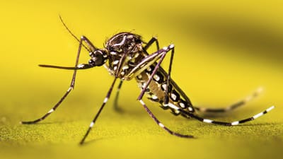 Scientist confronting the rising global threat of mosquitoes