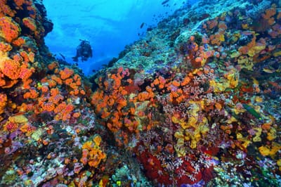 Study shows Tubbataha Reefs yield marine bacteria with anti-cancer, anti-superbug potential