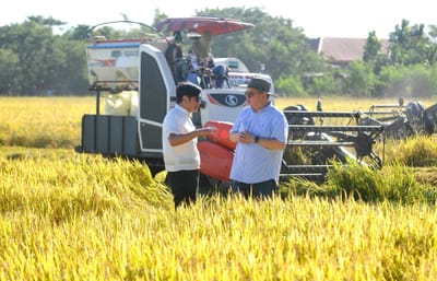 ‘Tama po ‘yun’: Ex-DA chief backs Marcos’ order to suspend rice imports during harvest season