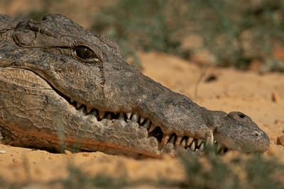 Crocodiles cry when they feast on their victims, study says