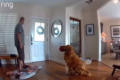 Too much of a good boy? Dog pesters burglar to play