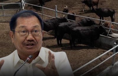 Mindanao’s wagyu now comparable to Japan’s and Australia’s wagyu: Manny Piñol