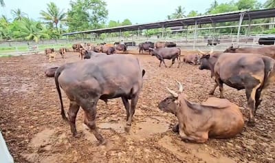Manny Piñol bets on wagyu beef and breadfruit to future-proof Philippine food supply