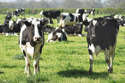 How extreme heat affects milk quality and production, a European study explains