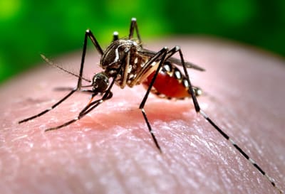 Mosquitoes can learn to love common repellent, scientists find
