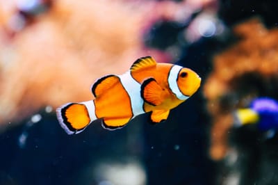 Looking for Nemo? Climate change threatens clownfish to near extinction — study