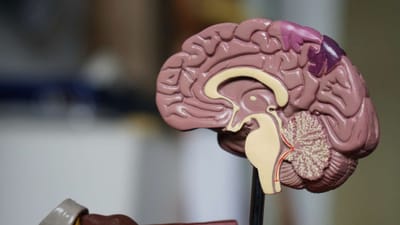 Wait, what? Oh no: Being forgetful is a sign of intelligence study says, but when should you worry?