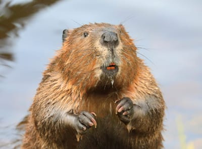 Believing in beavers: A natural way of reducing flood risk